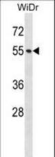 NUP50 Antibody western blot of WiDr cell line lysates (35 ug/lane). The NUP50 antibody detected the NUP50 protein (arrow).