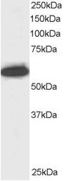 Antibody staining (0.5 ug/ml) of Jurkat lysate (RIPA buffer, 30 ug total protein per lane). Primary incubated for 1 hour. Detected by Western blot of chemiluminescence.