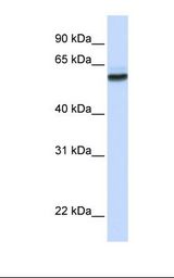 Fetal brain lysate. Antibody concentration: 1.0 ug/ml. Gel concentration: 12%.