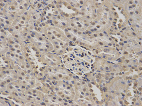 Immunohistochemistry of paraffin-embedded rat kidney using NUP62 antibody at dilution of 1:100 (400x lens).