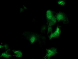 Anti-MEIS3 mouse monoclonal antibody immunofluorescent staining of COS7 cells transiently transfected by pCMV6-ENTRY MEIS3.