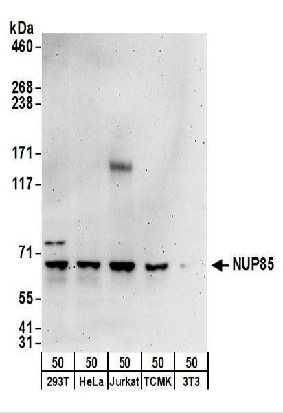 Detection of Human and Mouse NUP85 by Western Blot. Samples: Whole cell lysate (50 ug) from 293T, HeLa, Jurkat, mouse TCMK-1, and mouse NIH3T3 cells. Antibodies: Affinity purified rabbit anti-NUP85 antibody used for WB at 0.1 ug/ml. Detection: Chemiluminescence with an exposure time of 3 minutes.