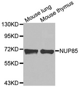 Western blot analysis of extracts of various cell lines, using NUP85 antibody.