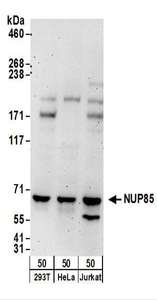 Detection of Human NUP85 by Western Blot. Samples: Whole cell lysate (50 ug) from 293T, HeLa, and Jurkat cells. Antibodies: Affinity purified rabbit anti-NUP85 antibody used for WB at 0.1 ug/ml. Detection: Chemiluminescence with an exposure time of 3 minutes.