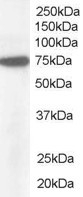 (1 ug/ml) Staining of HeLa lysate (35 ug protein in RIPA buffer). Primary incubation was 1 hour. Detected by chemiluminescence.