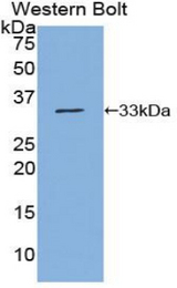 Western blot of recombinant NUP88.
