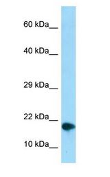 NUPR1 antibody Western Blot of 293T.