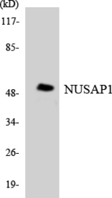 Western blot of the lysates from HT-29 cells using NUSAP1 antibody.