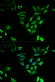 Immunofluorescence analysis of U2OS cell using NUTF2 antibody. Blue: DAPI for nuclear staining.