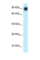 NVL antibody LS-C145652 Western blot of 1 Cell lysate. Antibody concentration 1 ug/ml.