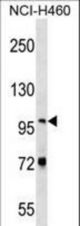 NVL Antibody western blot of NCI-H460 cell line lysates (35 ug/lane). The NVL antibody detected the NVL protein (arrow).