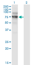 Western Blot analysis of NVL expression in transfected 293T cell line by NVL monoclonal antibody (M02), clone 3F6.Lane 1: NVL transfected lysate (Predicted MW: 72.7 KDa).Lane 2: Non-transfected lysate.