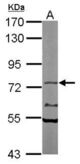 Sample (50 ug of whole cell lysate). A: Mouse brain. 7.5% SDS PAGE. NXF1 / TAP antibody diluted at 1:1000.