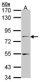 Sample (30 ug of whole cell lysate). A: A431 . 7.5% SDS PAGE. NXF1 / TAP antibody diluted at 1:1000.