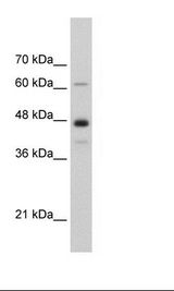 HepG2 Cell Lysate