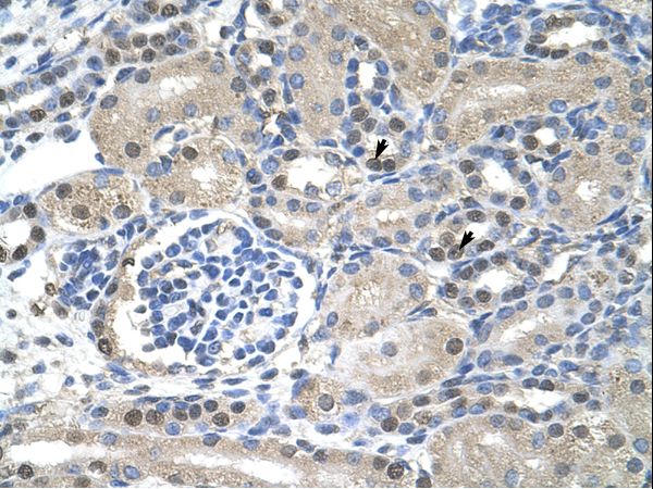NXF1 antibody LS-C31714 was used in IHC to stain formalin-fixed, paraffin-embedded human kidney.