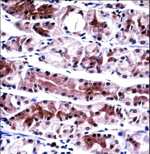 NXF1 Antibody immunohistochemistry of formalin-fixed and paraffin-embedded human stomach tissue followed by peroxidase-conjugated secondary antibody and DAB staining.