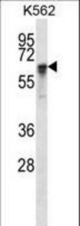 NXF1 Antibody western blot of K562 cell line lysates (35 ug/lane). The NXF1 antibody detected the NXF1 protein (arrow).