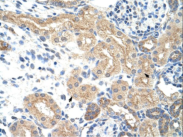 NXF5 antibody LS-C31603 was used in IHC to stain formalin-fixed, paraffin-embedded human kidney.