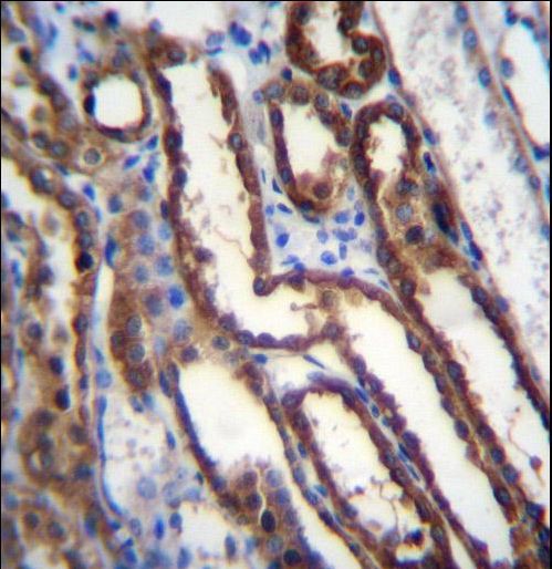 NXN Antibody immunohistochemistry of formalin-fixed and paraffin-embedded human kidney tissue followed by peroxidase-conjugated secondary antibody and DAB staining.