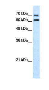 FAM55D antibody LS-C40508 Western blot of Jurkat lysate.