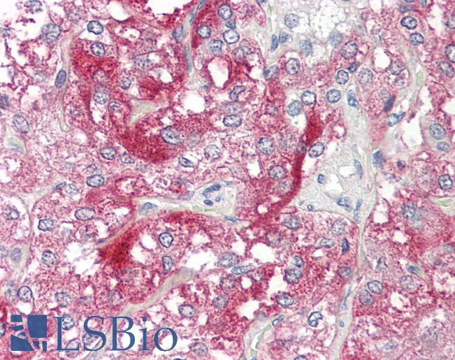 Anti-NXPH1 antibody IHC of human adrenal. Immunohistochemistry of formalin-fixed, paraffin-embedded tissue after heat-induced antigen retrieval. Antibody LS-B8570 dilution 5 ug/ml.
