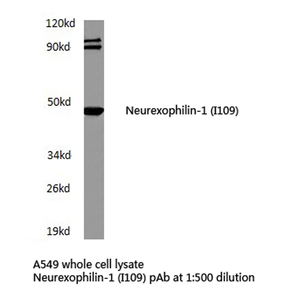 Western blot of Neurexophilin-1 (I109) pAb in extracts from A549 cells.