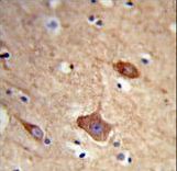 Formalin-fixed and paraffin-embedded human brain tissue reacted with NXPH1 Antibody , which was peroxidase-conjugated to the secondary antibody, followed by DAB staining. This data demonstrates the use of this antibody for immunohistochemistry; clinical relevance has not been evaluated.