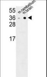 NXPH1 Antibody western blot of mouse cerebellum,brain tissue lysates (35 ug/lane). The NXPH1 antibody detected the NXPH1 protein (arrow).