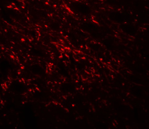 Immunofluorescence of NAP1L5 in mouse brain tissue with NAP1L5 antibody at 20 ug/mL.