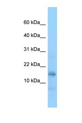 Nap1l5 antibody LS-C146280 Western blot of Small Intestine lysate. Antibody concentration 1 ug/ml.