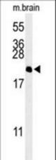 Western blot of NP1L5 Antibody in mouse brain tissue lysates (35 ug/lane). NP1L5 (arrow) was detected using the purified antibody.