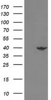 HEK293T cells were transfected with the pCMV6-ENTRY control (Left lane) or pCMV6-ENTRY NECAB1 (Right lane) cDNA for 48 hrs and lysed. Equivalent amounts of cell lysates (5 ug per lane) were separated by SDS-PAGE and immunoblotted with anti-NECAB1.