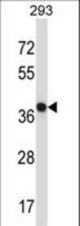 NECAB1 Antibody western blot of 293 cell line lysates (35 ug/lane). The NECAB1 antibody detected the NECAB1 protein (arrow).