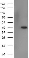 HEK293T cells were transfected with the pCMV6-ENTRY control (Left lane) or pCMV6-ENTRY NECAB1 (Right lane) cDNA for 48 hrs and lysed. Equivalent amounts of cell lysates (5 ug per lane) were separated by SDS-PAGE and immunoblotted with anti-NECAB1.