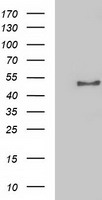 HEK293T cells were transfected with the pCMV6-ENTRY control (Left lane) or pCMV6-ENTRY NECAB1 (Right lane) cDNA for 48 hrs and lysed. Equivalent amounts of cell lysates (5 ug per lane) were separated by SDS-PAGE and immunoblotted with anti-NECAB1.