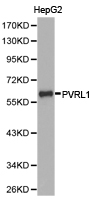 Western blot of extracts of HepG2 cell lines, using PVRL1 antibody.