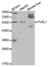 Western blot analysis of extracts of various cell lines, using PVRL1 antibody.