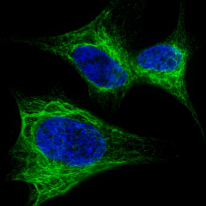 Fluorescent confocal image of SY5Y cells stained with Nestin (S1409) antibody. SY5Y cells were fixed with 4% PFA (20 min), permeabilized with Triton X-100 (0.2%, 30 min). Cells were then incubated Nestin (S1409) primary antibody (1:200, 2 h at room temperature). For secondary antibody, Alexa Fluor 488 conjugated donkey anti-rabbit antibody (green) was used (1:1000, 1h). Nuclei were counterstained with Hoechst 33342 (blue) (10 ug/ml, 5 min). Note the highly specific localization of the Nestin (S1409) immunosignal to the intermediate filaments, supported by Human Protein Atlas Data (http://www.proteinatlas.org/ENSG00000132688).