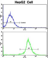 Flow cytometric of HepG2 cells using Nestin Antibody (S1409)(bottom histogram) compared to a negative control cell (top histogram). FITC-conjugated goat-anti-rabbit secondary antibodies were used for the analysis.