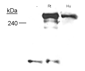 Specificity of Neurofibromin, using LS-C2721, in Schwann cells from embryonic knockout mice, adult human nerves and neonatal rat nerves.