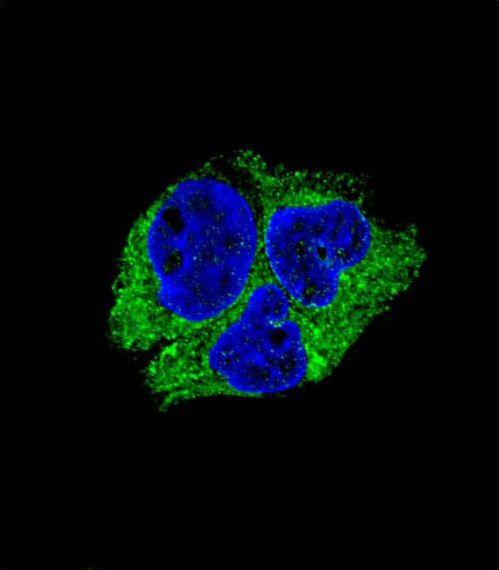 Confocal immunofluorescent of SERPINI1 Antibody with HepG2 cell followed by Alexa Fluor 488-conjugated goat anti-rabbit lgG (green). DAPI was used to stain the cell nuclear (blue).