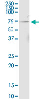 C16orf35 monoclonal antibody (M02), clone 4E6. Western Blot analysis of C16orf35 expression in rat brain.