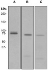 Western blot analysis on (A) K562, (B) 293T, and (C) Jurkat cell lysates using anti-MELK antibody.