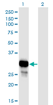 Western Blot analysis of NP expression in transfected 293T cell line by NP monoclonal antibody (M01), clone 6E5.Lane 1: NP transfected lysate (Predicted MW: 32.1 KDa).Lane 2: Non-transfected lysate.