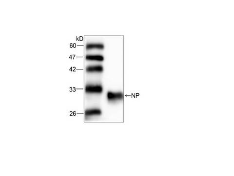 WB analysis of NP expression in HEK293 whole cell lysate with LS-C137543 (1:1000).