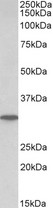 PNP antibody (0.1 ug/ml) staining of Human Liver lysate (35 ug protein in RIPA buffer). Primary incubation was 1 hour. Detected by chemiluminescence.