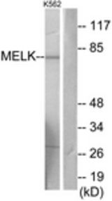 Western blot of extracts from K562 cells, using MELK Antibody. The lane on the right is treated with the synthesized peptide.