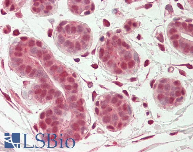Anti-OAS2 antibody IHC staining of human breast. Immunohistochemistry of formalin-fixed, paraffin-embedded tissue after heat-induced antigen retrieval. Antibody LS-B11266 concentration 5 ug/ml.