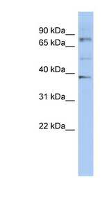 OAS2 antibody LS-C110572 Western blot of SH-SYSY lysate.